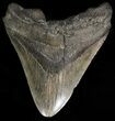 Bargain, Fossil Megalodon Tooth - South Carolina #38719-1